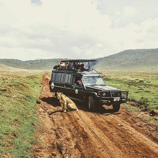 kilithon kilimanjaro tanzania safari serengeti ngorongoro